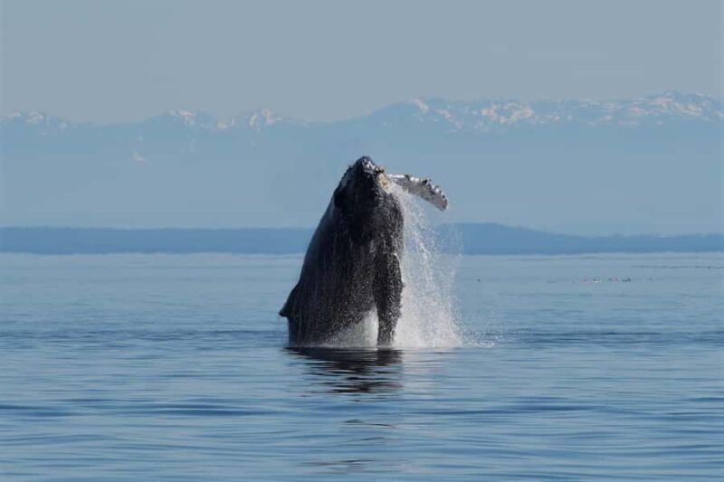 Vancouver Island: Spring Bears and Whales Full-Day Tour - Itinerary Breakdown