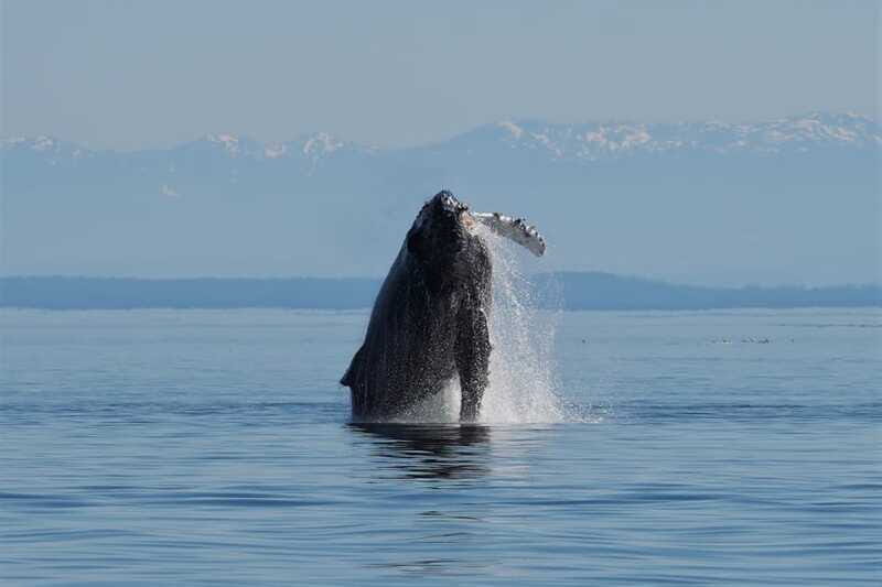 Vancouver Island: Spring Bears and Whales Full-Day Tour - Quality of the Experience