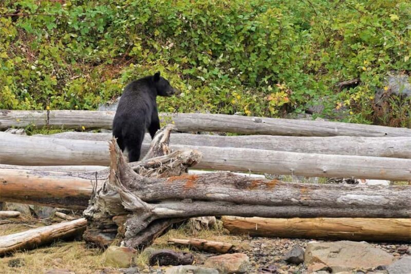 Vancouver Island: Spring Bears and Whales Full-Day Tour - Who Should Consider This Tour?