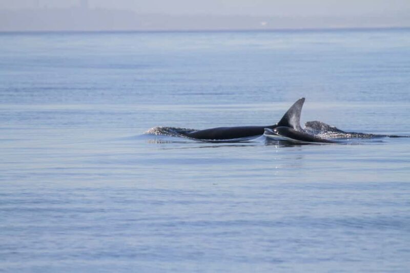 Vancouver Island: Whale Watching Tour - What to Expect from Your Whale Watching Adventure