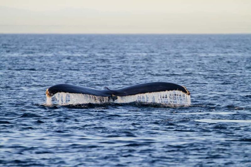 Vancouver Island: Whale Watching Tour - Practical Tips for Your Tour