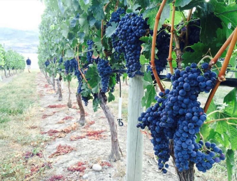 Vancouver: Private Kelowna Wine Country & Bike Tour - Final Thoughts