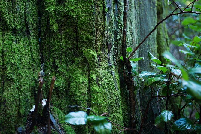 Vancouver Secrets of Stanley Park Walking Tour - Booking Details
