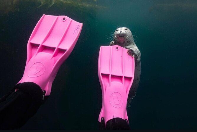 Vancouver: Snorkeling Seals Kayaking Scenic Boat Tour - What Travelers Say: Authentic Perspectives