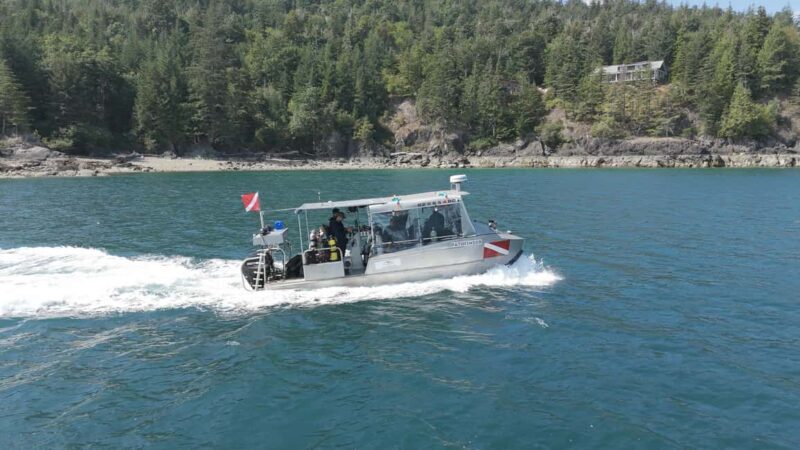 Vancouver UNESCO Biosphere Reserve Wildlife Scenic Boat Tour - Who Will Love This Tour?