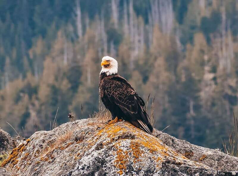 Vancouver: Waterfront Sightseeing Tour - City and Waterfall - A Detailed Look at the Waterfront Sightseeing Tour