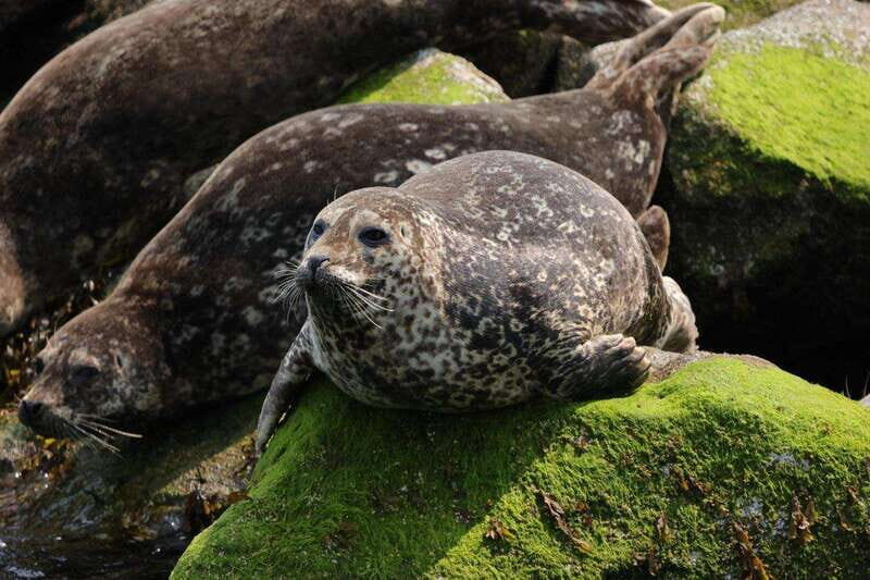 Vancouver: Waterfront Sightseeing Tour - City and Waterfall - FAQ