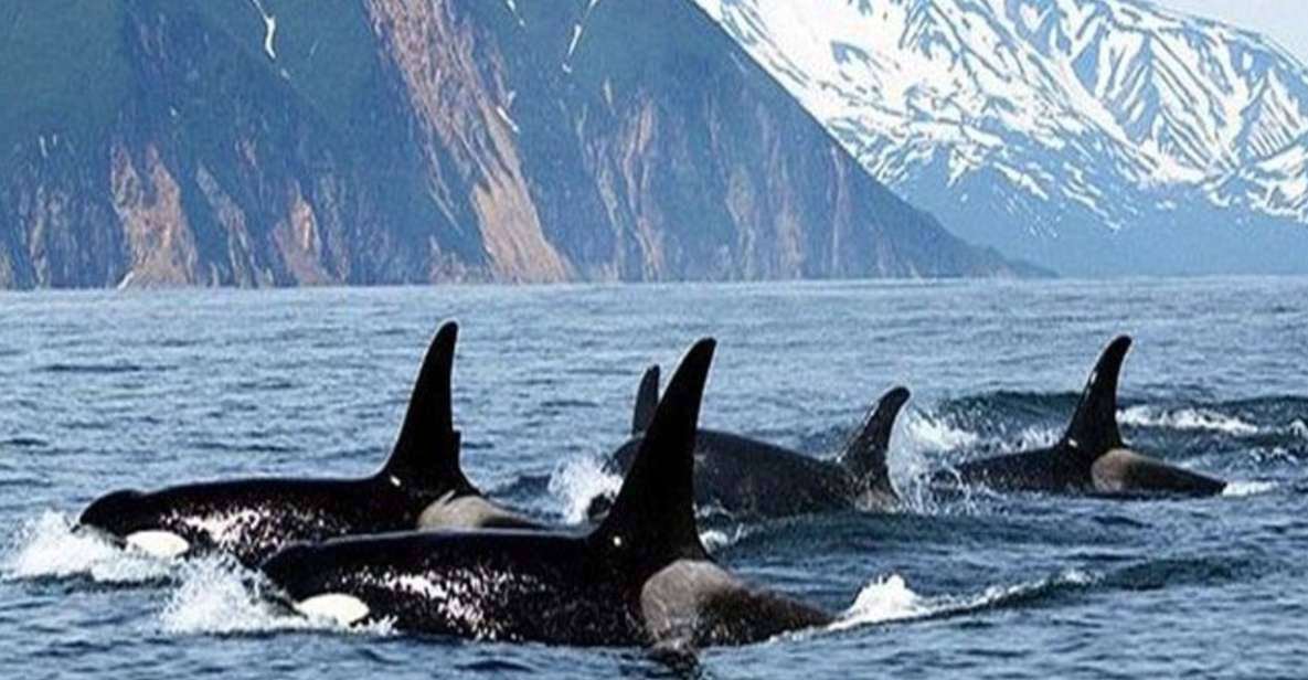 Vancouver Whale Watching Adventure With City Tour - Tour Inclusions
