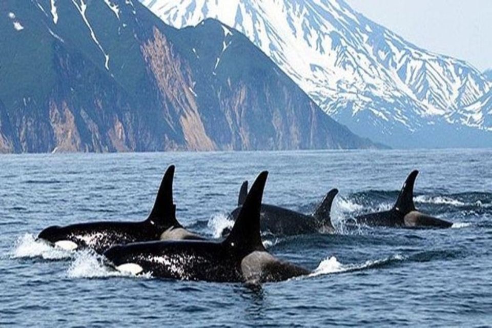 Vancouver Whale Watching Adventure With City Tour - Availability and Cancellation