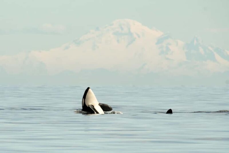 Vancouver: Zodiac Whale Watching Tour from Granville Island - Key Points