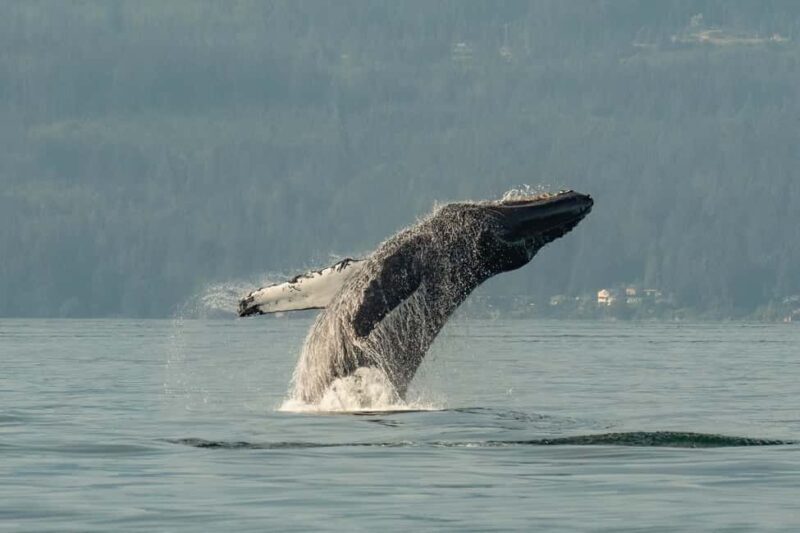 Vancouver: Zodiac Whale Watching Tour from Granville Island - A Deep Dive into the Zodiac Experience