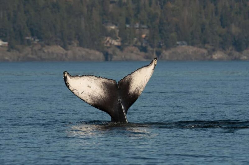 Vancouver: Zodiac Whale Watching Tour from Granville Island - Final Thoughts: Is This Tour for You?