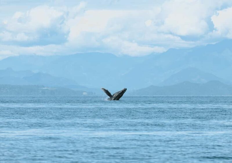 Vancouver: Zodiac Whale Watching Tour from Granville Island - FAQ