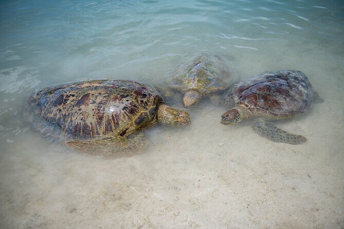 Vanuatu Cultural Village, Waterfalls, Turtles and Blue Lagoon - An In-Depth Look at the Tour