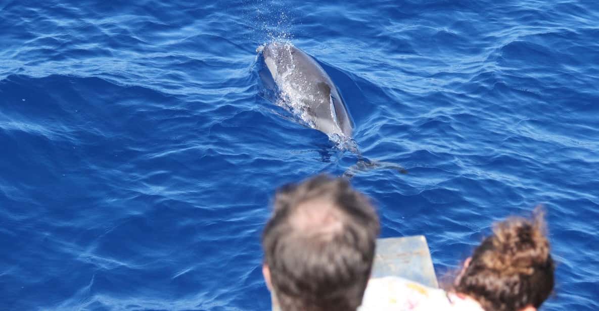 Varazze: Pelagos Sanctuary Wildlife Cruise With Guide - Key Points
