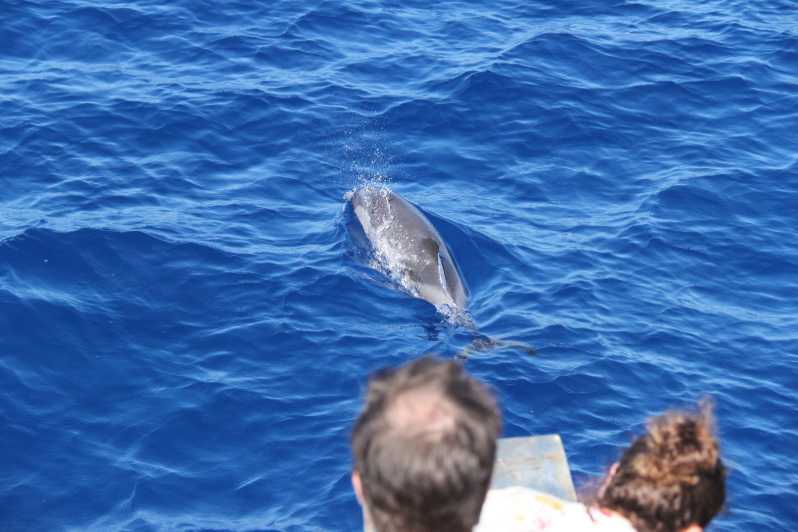 Varazze: Pelagos Sanctuary Wildlife Cruise With Guide - Wildlife and Observation