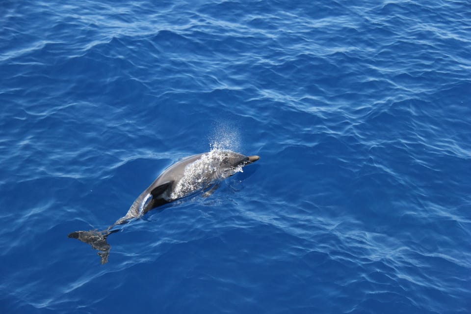 Varazze: Pelagos Sanctuary Wildlife Cruise With Guide - Accessibility and Inclusion