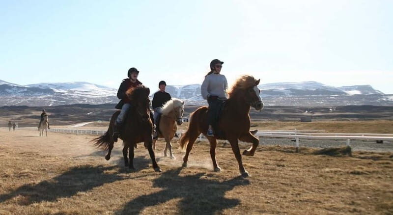 Varmahlid: 1-Hour Icelandic Horse Riding Tour - Final Thoughts