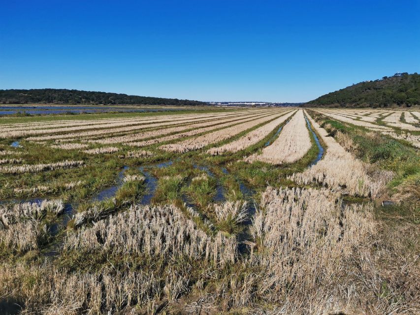 Vasco Da Gama Navigator Southwest Alentejo Private Day Tour - Savor Regional Cuisine in Sines