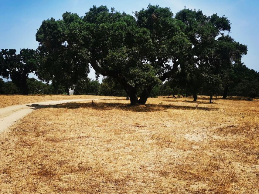 Vasco Da Gama Navigator Southwest Alentejo Private Day Tour - Cross the 25 De Abril Bridge