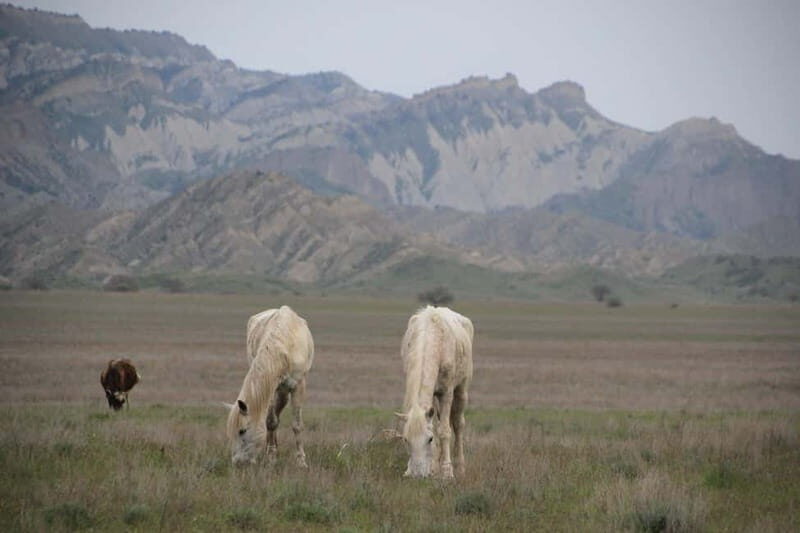 Vashlovani Nature Reserve: Horse Riding Tour - Exploring Georgia’s Wild Side on Horseback