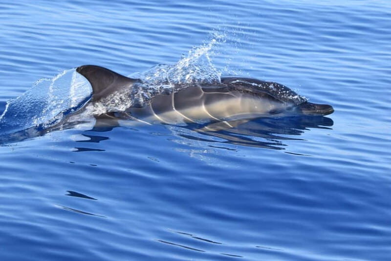 Velas: In the heart of Azores with whales and dolphins - Key Points