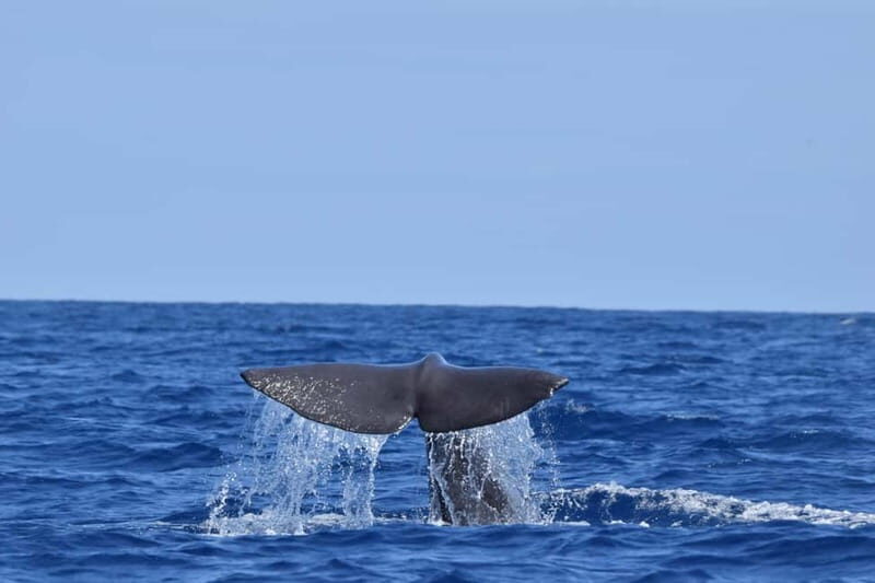Velas: In the heart of Azores with whales and dolphins - Who Should Book This Tour?