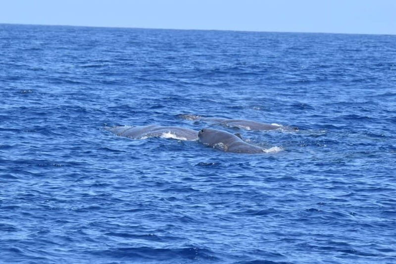 Velas: In the heart of Azores with whales and dolphins - The Sum Up