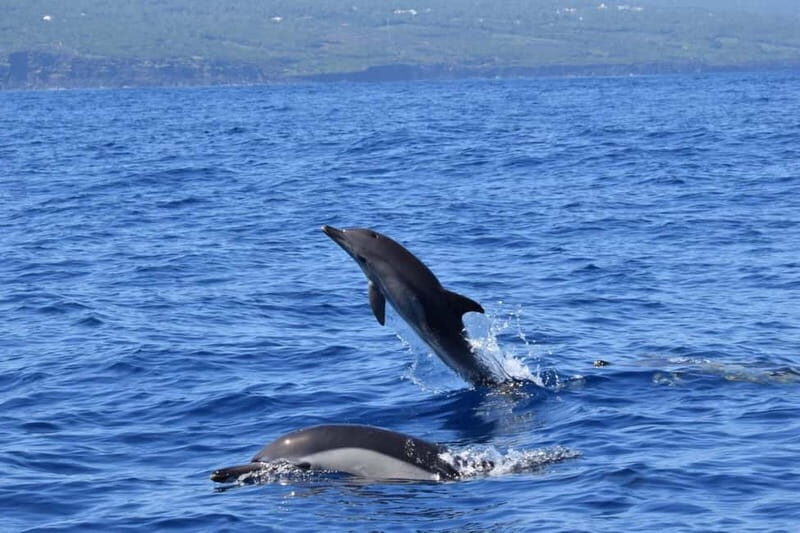 Velas: In the heart of Azores with whales and dolphins - FAQ