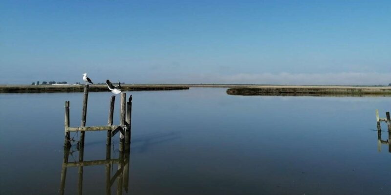 Velddrif: Berg River Cruise, Farm Tour & Manor House Lunch - Scenic River Cruise