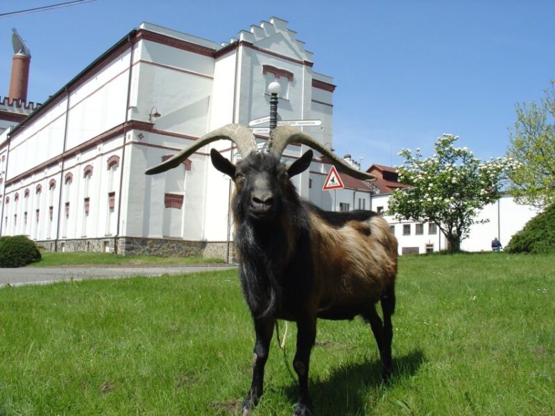 Velke Popovice: Kozel Brewery Tour With Beer Tasting - Brewing House Experience