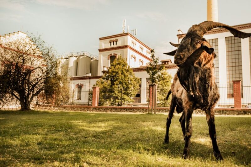 Velke Popovice: Kozel Brewery Tour With Beer Tasting - Ringhoffer Family Legacy