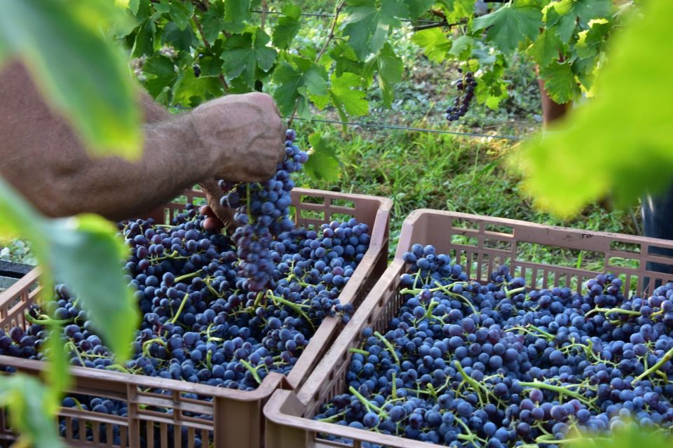 Veneto: Amarone Cooking and Tasting Experience in a Villa - Customer Review and Rating