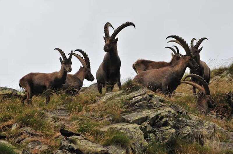 VENICE : DISCOVER WILD ANIMALS IN THE DOLOMITES - Transportation and Group Size  