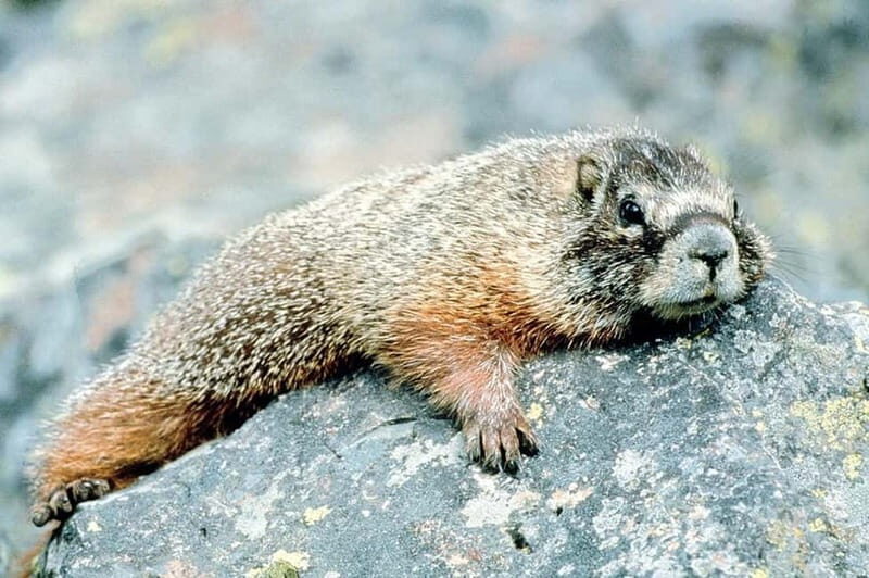VENICE : DISCOVER WILD ANIMALS IN THE DOLOMITES - Real Traveler Feedback  
