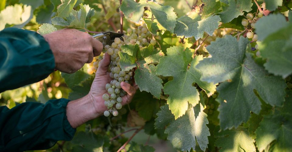 Venice: Vineyards Tour and Wine Tasting (3 Wines) - Experience Highlights