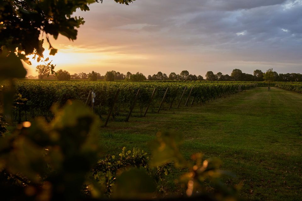 Venice: Vineyards Tour and Wine Tasting (3 Wines) - Itinerary Details