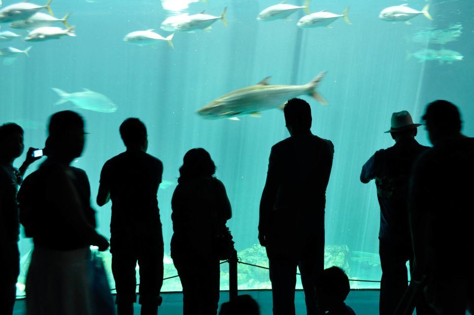 Veracruz: 5-Attraction Tour With Aquarium and Boat Tour - Veracruz Aquarium