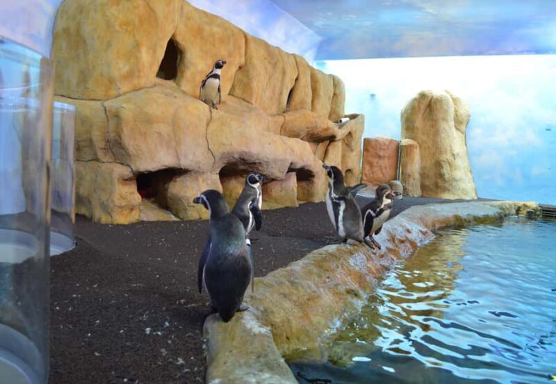 Veracruz: Panoramic Sightseeing City Tour and Attractions - FAQ