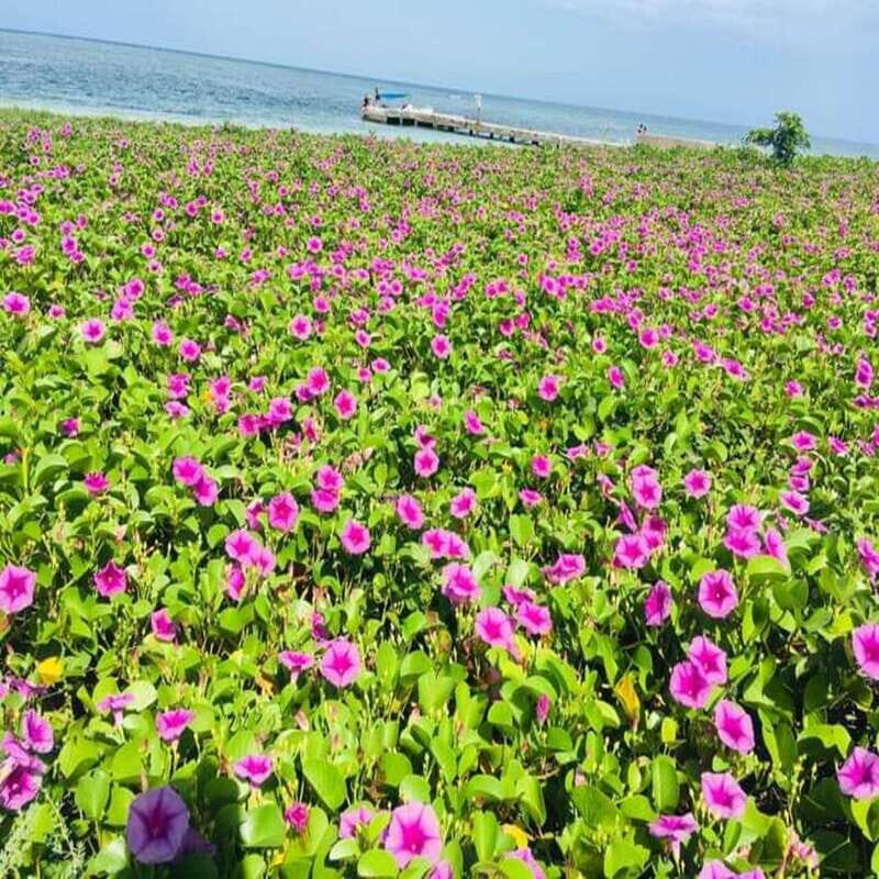Veracruz: Snorkeling Adventure at Isla de En Medio - A Closer Look at the Snorkeling Adventure