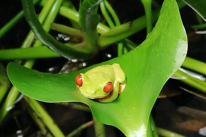 Veragua Rainforest Eco-Adventure & Aerial Tram - Highlights of the Tour Experience