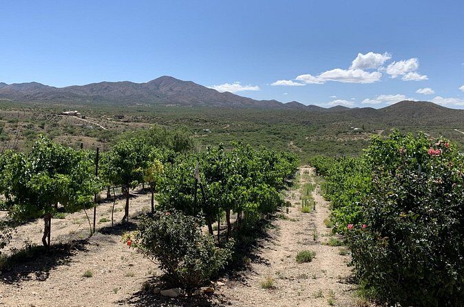 Verde Valley Wineries and Sedona Red Rocks Private Day Tour - The Wine Country: Verde Valley