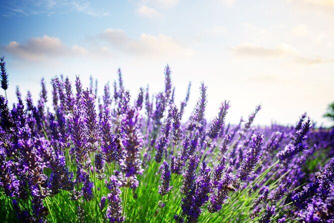 Verdon Canyon and its Lake Full Day Tour - The Sum Up