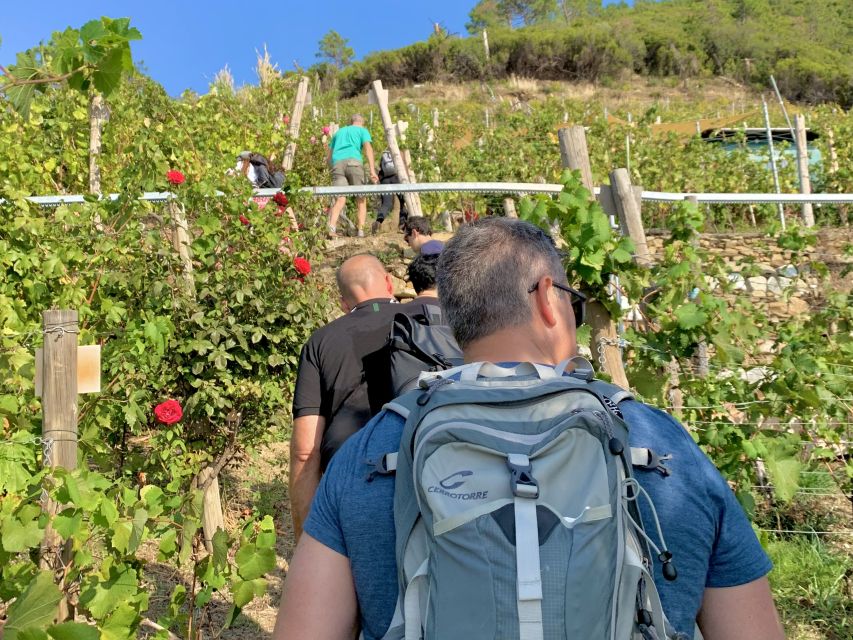 Vernazza: Panoramic Vineyard Trekking Tour With Wine Tasting - Highlights of the Tour