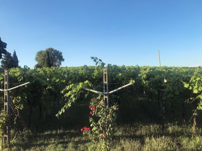 Verona: Custoza E-bike Tour - Customer Feedback