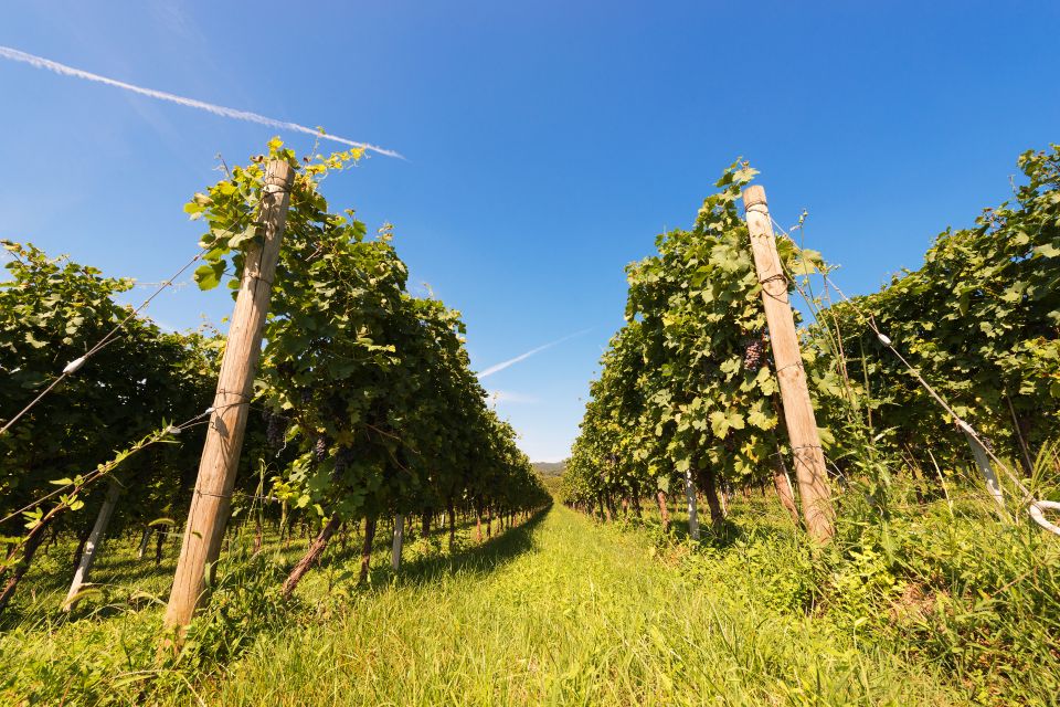 Verona: Private Tour of Soave and Amarone - Key Points
