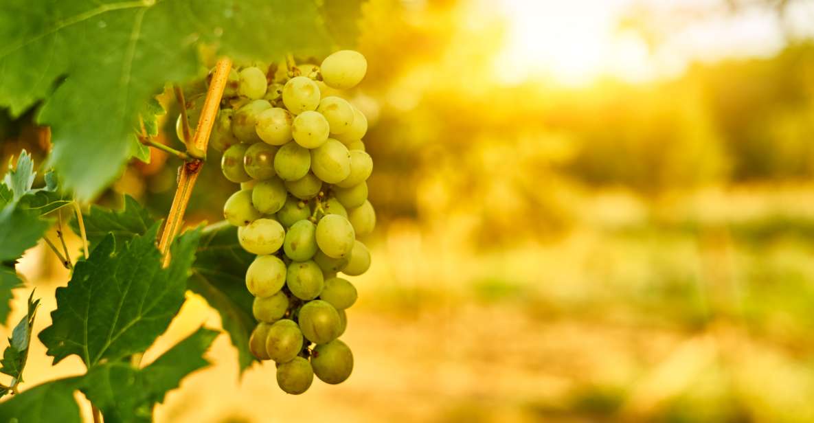 Verona: Private Tour of Soave and Amarone - Soave Winery Visit