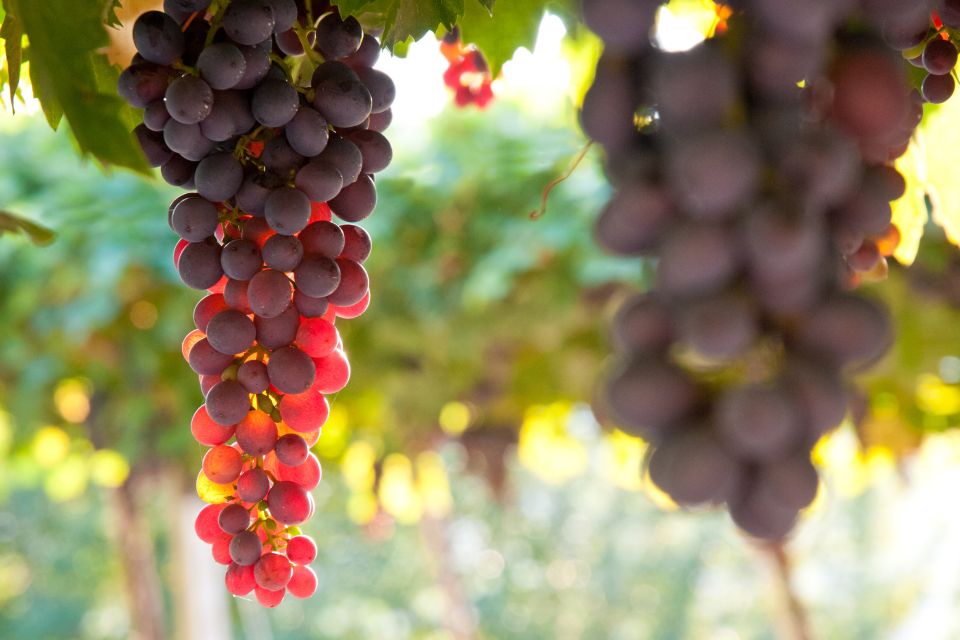 Verona: Private Tour of Soave and Amarone - Valpolicella Winery Tour
