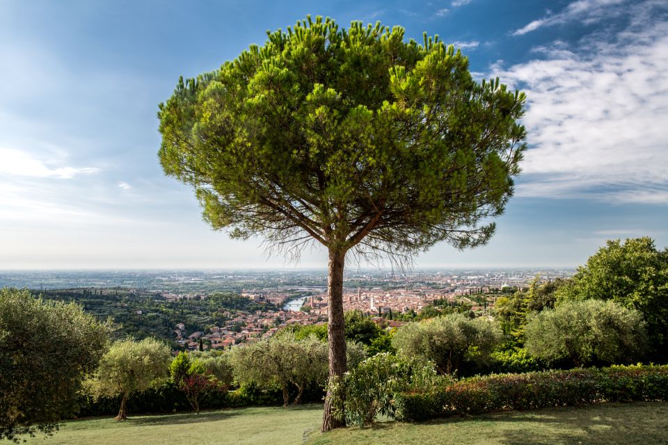Verona: Wine Tasting With Snacks and Panoramic City Views - Customer Feedback