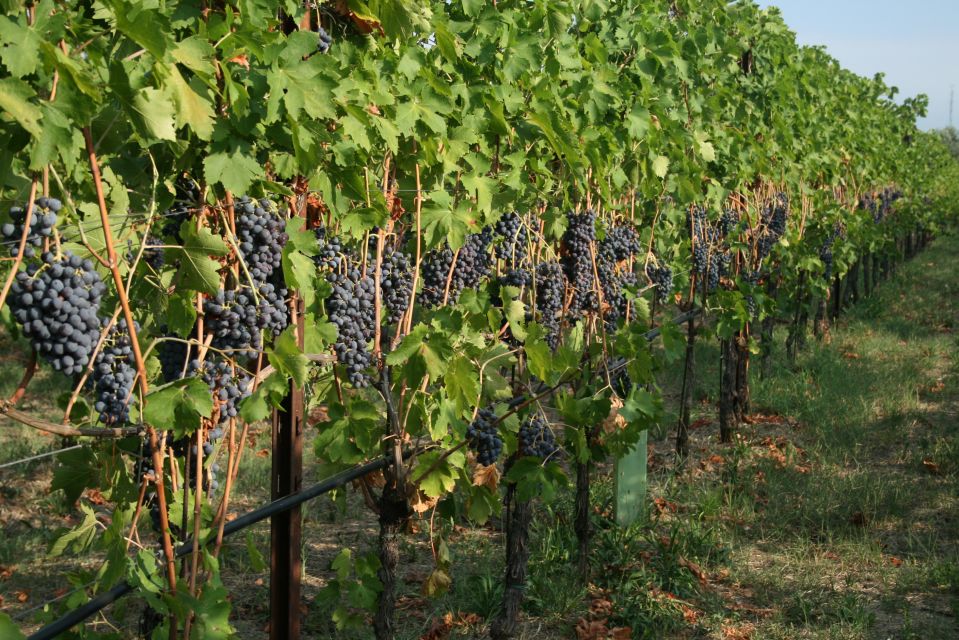 Verona: Wine Tasting With Snacks and Panoramic City Views - Scenic Views and Atmosphere